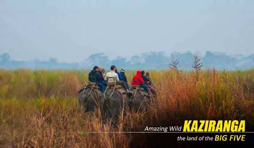 kaziranga elephant safari with NatureWings