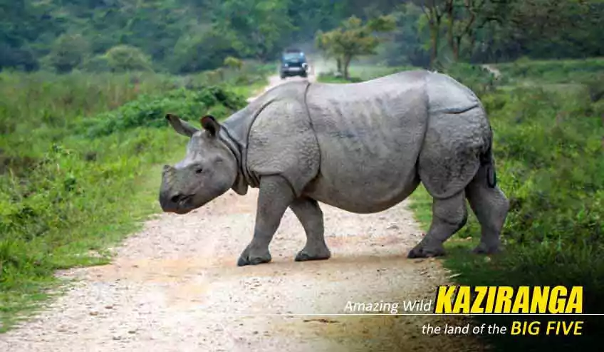 kaziranga package tour - naturewings