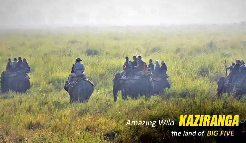 online kaziranga elephant safari booking