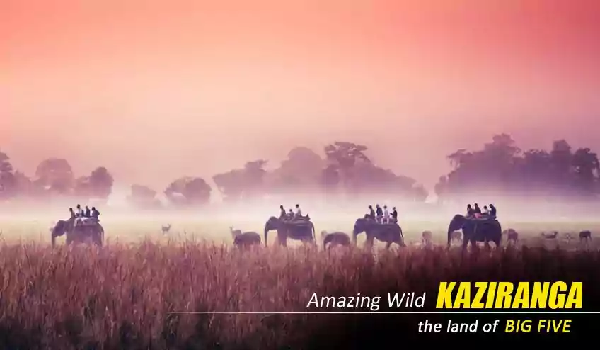 online kaziranga national park elephant safari booking cost