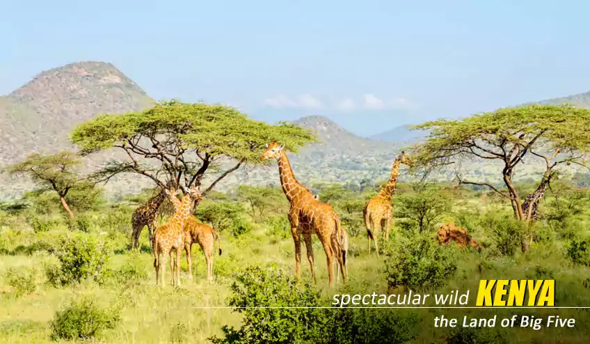 kenya masai mara tour package from mumbai