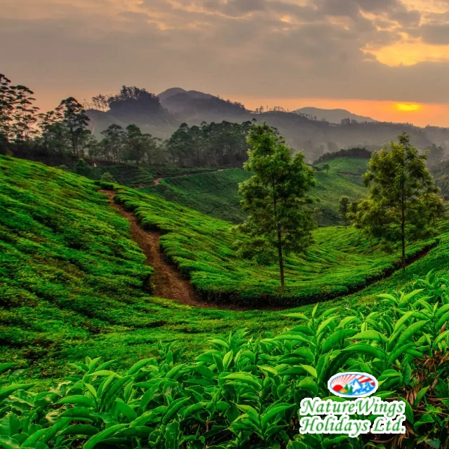 Kerala Tour Packages with Munnar and Alleppey