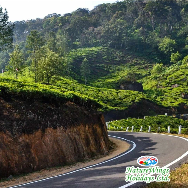 Kerala family holiday in Munnar