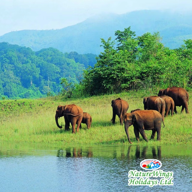 Kerala Holiday Packages with Thekkady sightseeing