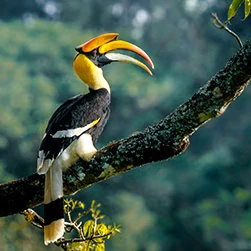 kohima hornbill festival tour package