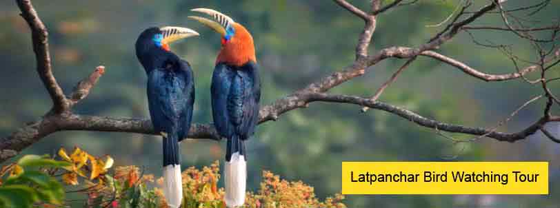 latanchar bird watching tour