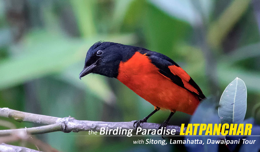 latpanchar bird watching tour