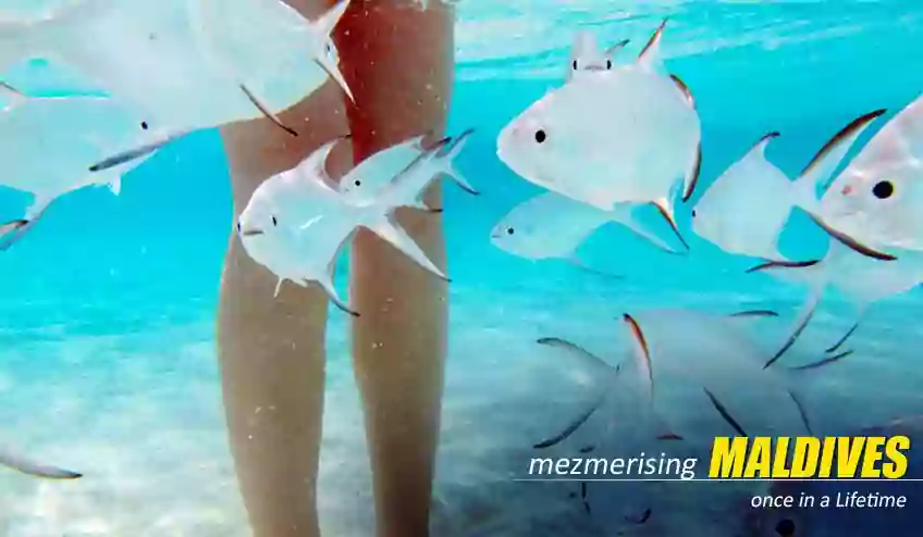 Maldives Package Tour from Mumbai - NatureWings