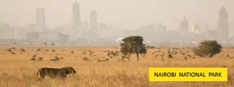 nairobi national park kenya tour from mumbai