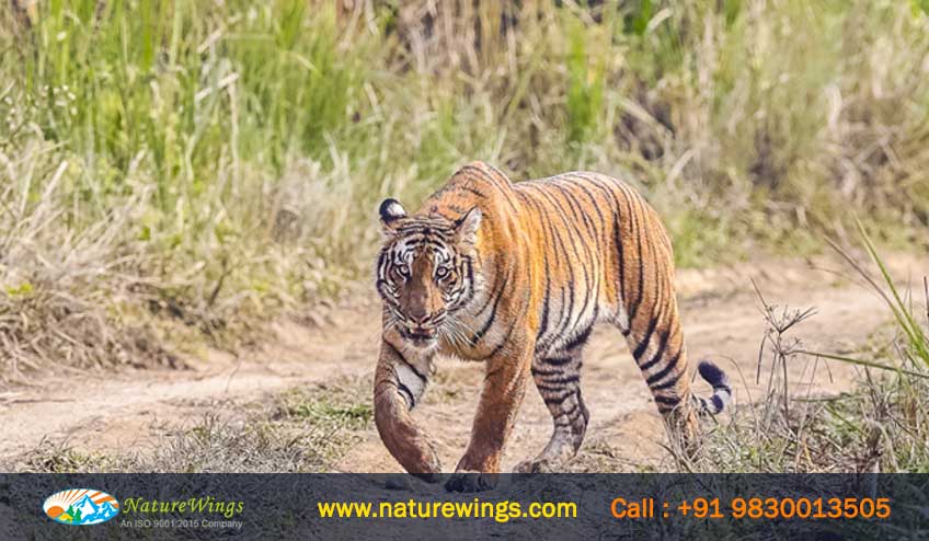 Tiger Tracking in Chitwan National Park, Nepal