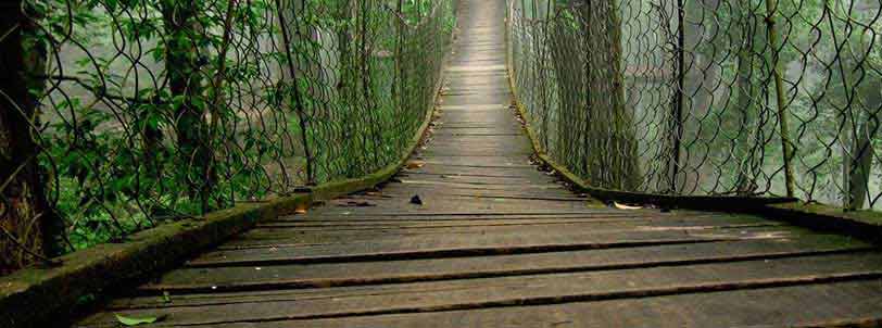 Canopy Walk