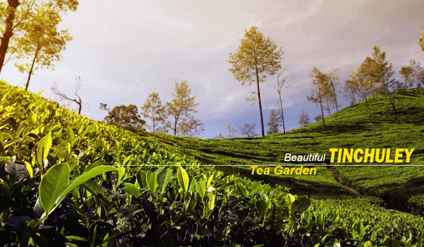 Tea estate during tinchuley Package Tour