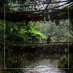 Root Bridge of Shillong Cherrapunji Tour with NatureWings