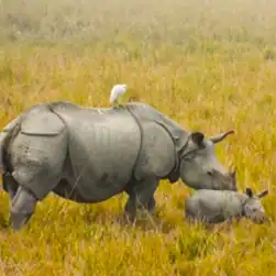 north east tour packages with kaziranga elephant safari