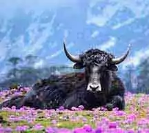North Sikkim Tour in Summer