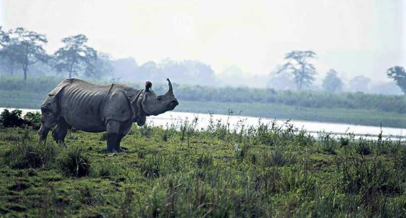 Kaziranga