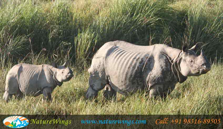 kaziranga-national-park