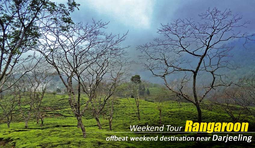 rangaroon tea tourism tour packages