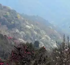 Sandakphu Phalut Trekking route with rhododendron