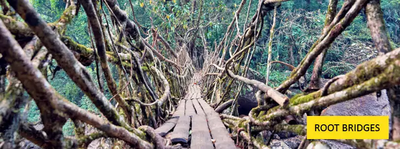 shillong cherapunji tour package with double decker root bridges formed of living plant roots