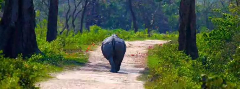 Book Shillong Kaziranga Package Tour and view one horned asiatic rhino