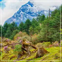 Sikkim Package Tour Cost from Mumbai with NatureWings