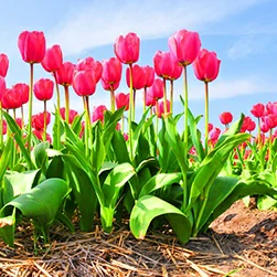 spectacular tulip festival in kashmir