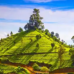 srilanka package tour booking from kolkata by naturewings