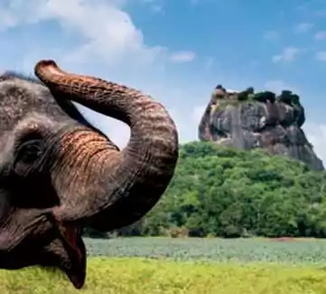 Srilanka Package Tour From Kolkata with NatureWings