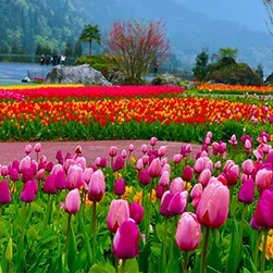 srinagar tulip garden tour