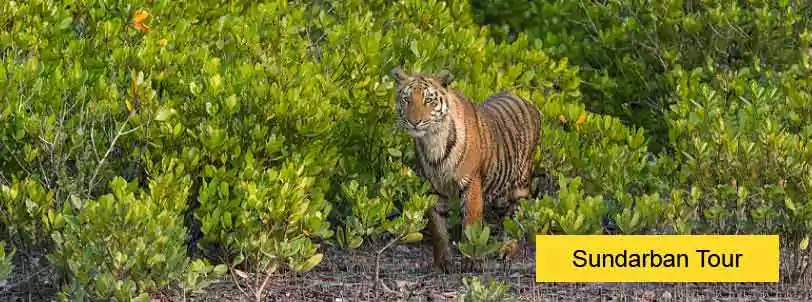 sundarban package tour booking for 2 Nights and 3 Days from Kolkata with NatureWings