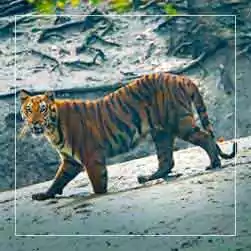 sundarban tour booking for 2N 3D from Kolkata with NatureWings Holidays