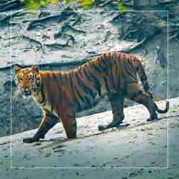 sundarban package tour booking from kolkata