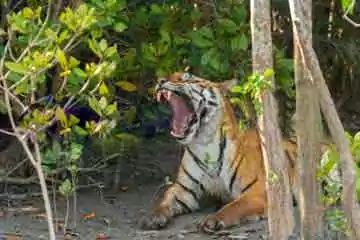 sundarban package tour