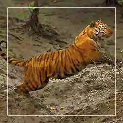 sundarban tour cost with NatureWings