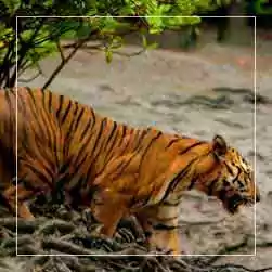 sundarban tour plan from Kolkata