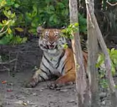 Sundarban Chalo Tour Package with NatureWings