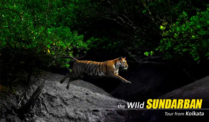 sundarban package tour for 2N 3D with NatureWings