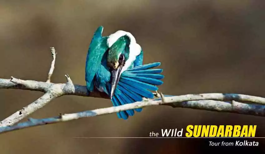 Sundarban - 2N/3D Package Tour tour booking from kolkata with NatureWings