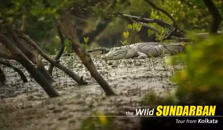 sundarban tour 2 night 3 days package cost with NatureWings