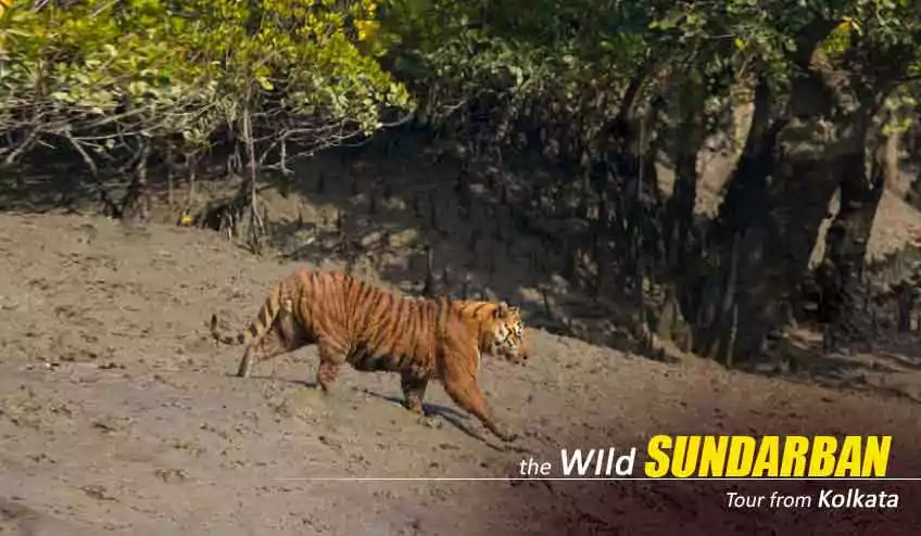 sundarban tour from kolkata for 2N 3D with NatureWings