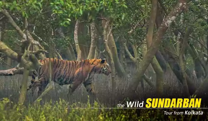 Sundarban Package Tour 2N 3D with NatureWings