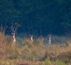 Travel Chhuti Chhuti Sundarban Package Tour with NatureWings