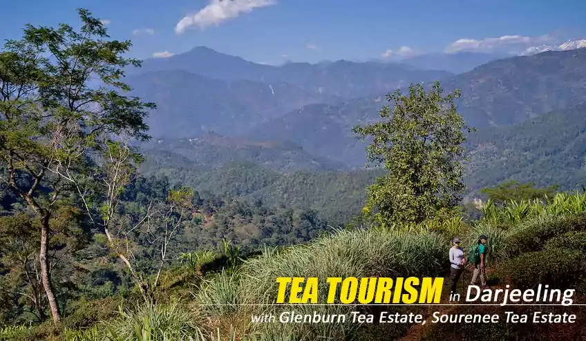 darjeeling tea tourism package tour