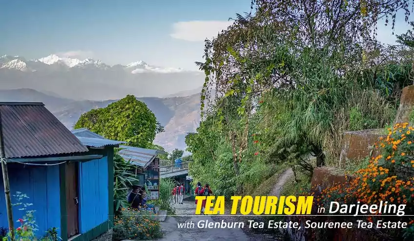 darjeeling tea tourism tour packages