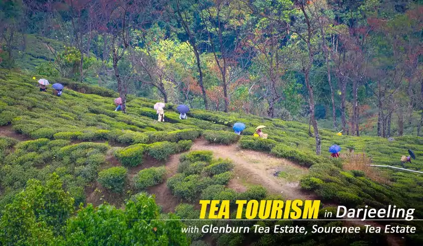 darjeeling tea tourism