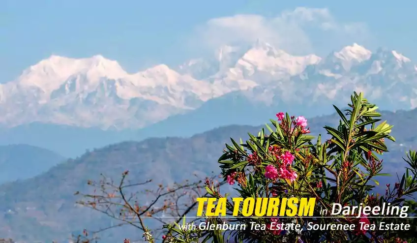 tea tourism darjeeling