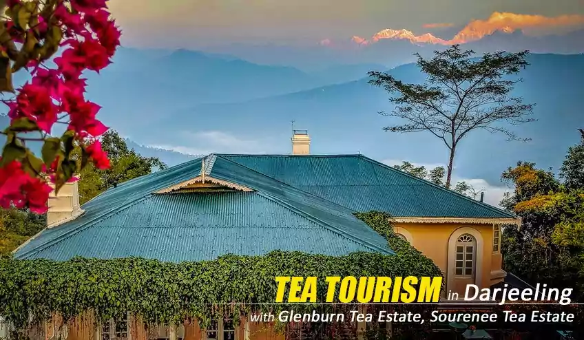 tea tourism in glenburn tea estate darjeeling