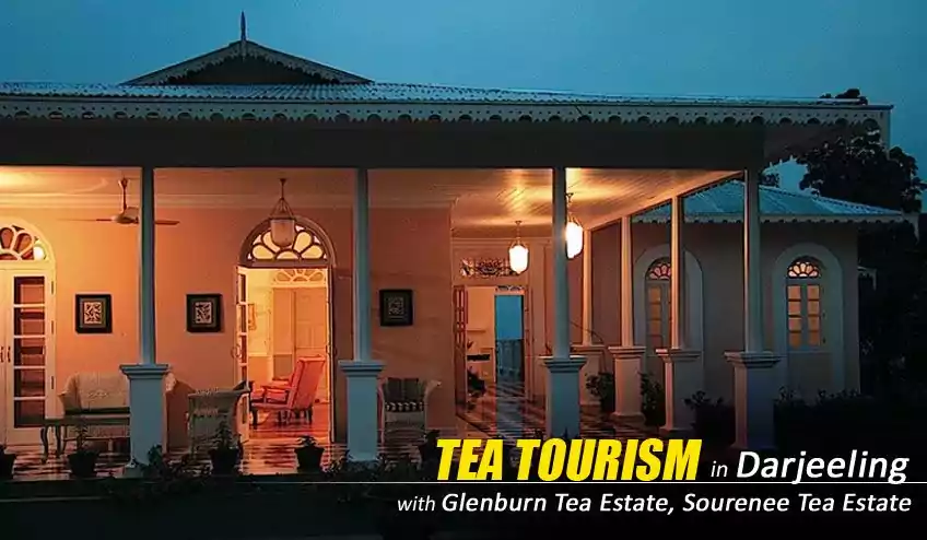 tea tourism in glenburn tea estate
