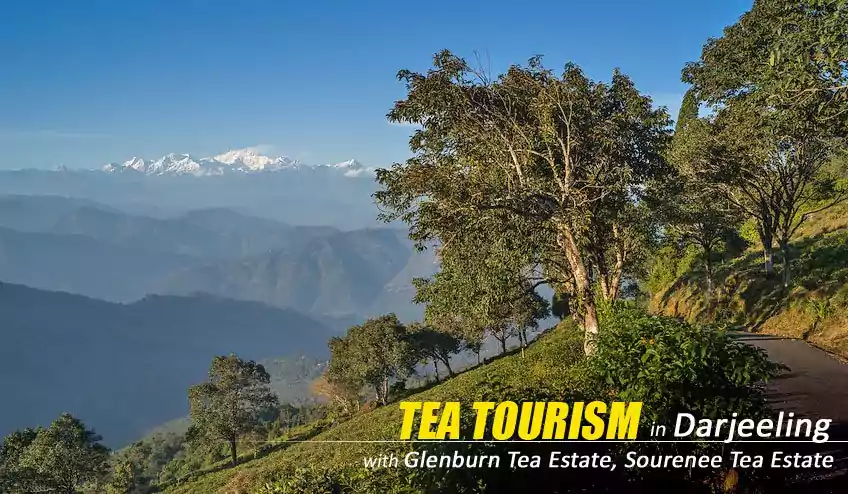 tea tourism package tour darjeeling